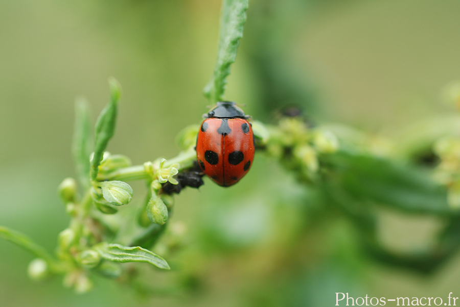 Coccinella undecimpunctata